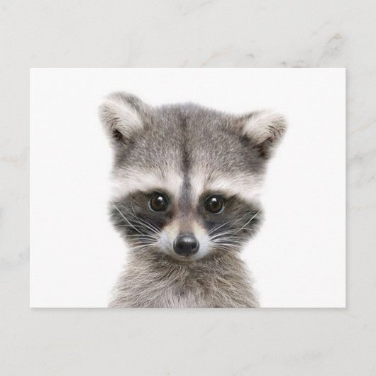 baby raccoon hallo. briefkaart (Voorkant)