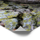 Baby Raccoon Poster (Hoek)