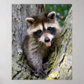 Baby Raccoon Poster (Voorkant)