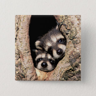 Baby Raccoons die uit de boom springen Vierkante Button 5,1 Cm