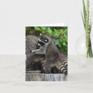 Baby Raccoons en mam Kaart