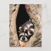 Baby Raccoons Peeking out of Tree Briefkaart (Voorkant)