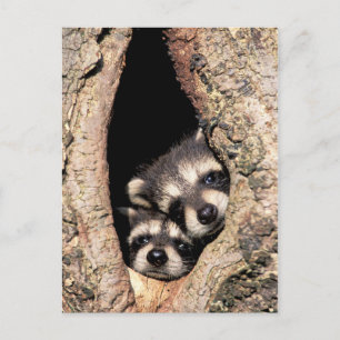Baby Raccoons Peeking out of Tree Briefkaart