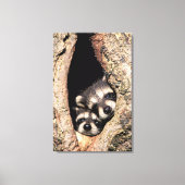Baby Raccoons Peeking out of Tree Canvas Afdruk (Voorkant)