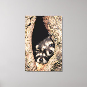 Baby Raccoons Peeking out of Tree Canvas Afdruk