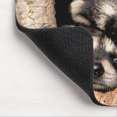 Baby Raccoons Peeking out of Tree Muismat (Hoek)