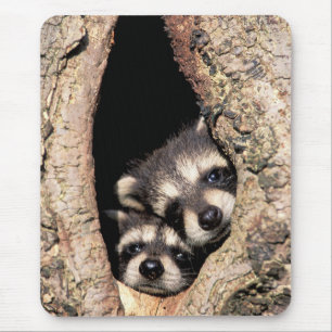 Baby Raccoons Peeking out of Tree Muismat