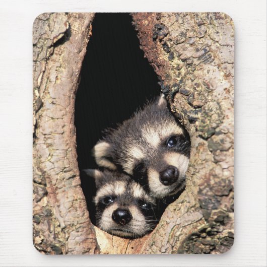 Baby Raccoons Peeking out of Tree Muismat (Voorkant)