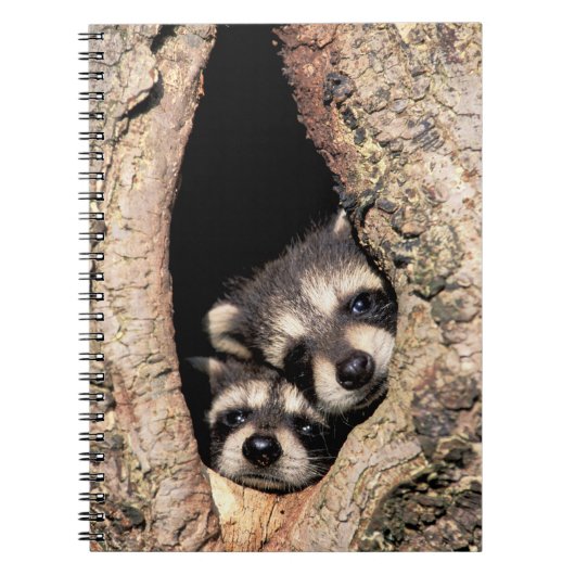 Baby Raccoons Peeking out of Tree Notitieboek (Voorkant)
