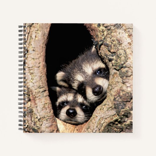 Baby Raccoons Peeking out of Tree Notitieboek (Voorkant)