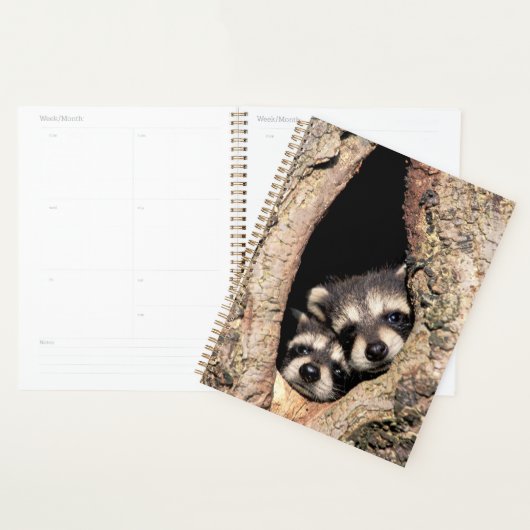 Baby Raccoons Peeking out of Tree Planner (Display)