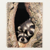 Baby Raccoons Peeking out of Tree Planner (Voorkant)