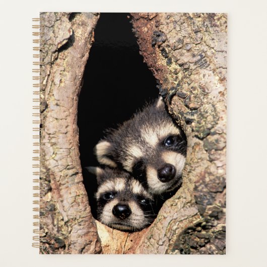 Baby Raccoons Peeking out of Tree Planner (Voorkant)