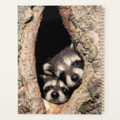 Baby Raccoons Peeking out of Tree Planner (Achterkant)