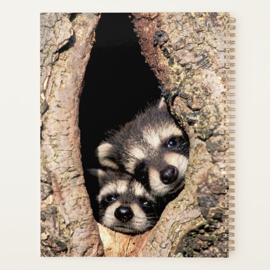 Baby Raccoons Peeking out of Tree Planner (Achterkant)