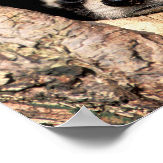 Baby Raccoons Peeking out of Tree Poster (Hoek)