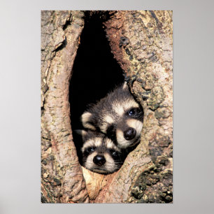 Baby Raccoons Peeking out of Tree Poster