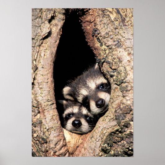 Baby Raccoons Peeking out of Tree Poster (Voorkant)