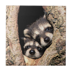Baby Raccoons Peeking out of Tree Tegeltje