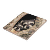 Baby Raccoons Peeking out of Tree Tegeltje (Zijkant)