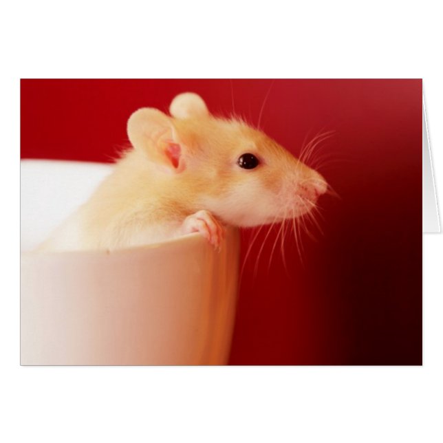 Baby Rat (Voorkant Horizontaal)