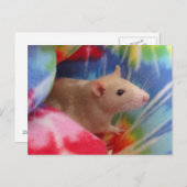 Baby Rat Briefkaart (Voorkant / Achterkant)
