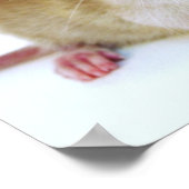 Baby Rat Butterfly Poster (Hoek)