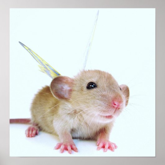 Baby Rat Butterfly Poster (Voorkant)