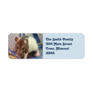 Baby rat etiket