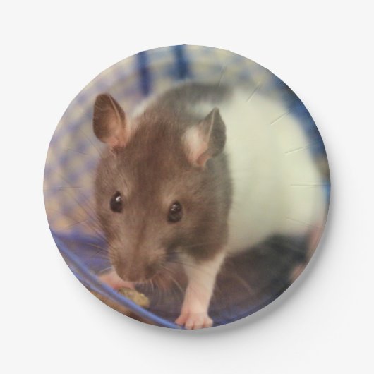 Baby rat papieren bordje (Voorkant)