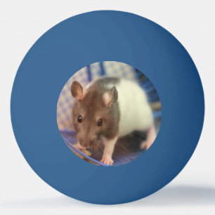 Baby rat pingpongbal