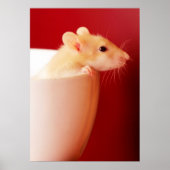 Baby Rat Poster (Voorkant)