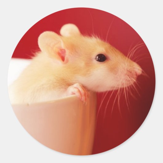 Baby Rat Ronde Sticker (Voorkant)