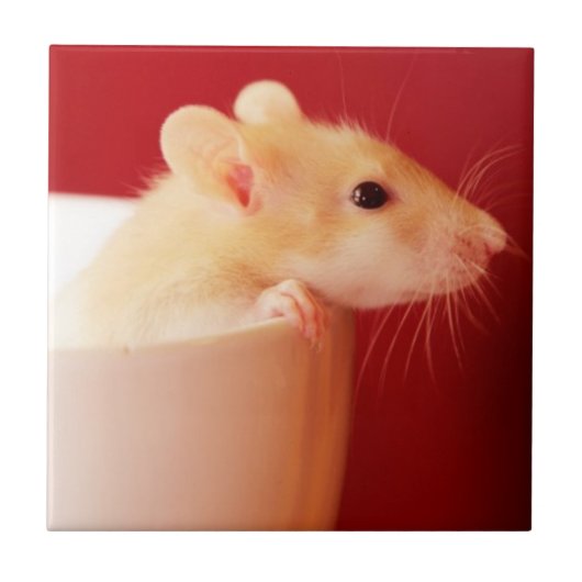 Baby Rat Tegeltje (Voorkant)