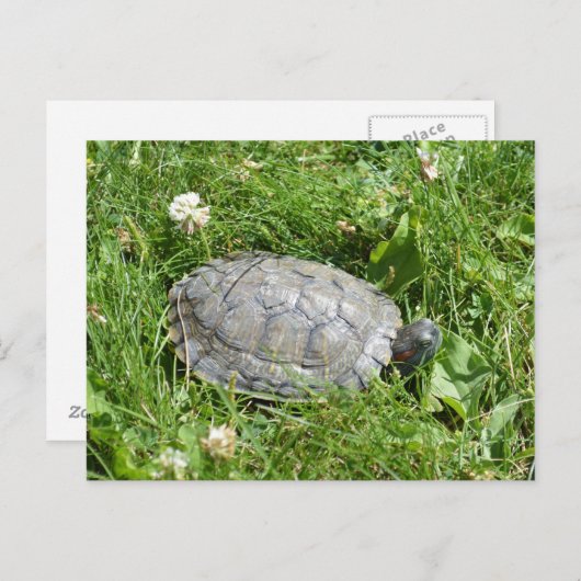 Baby Red Eared Slider Turtle Briefkaart (Voorkant / Achterkant)