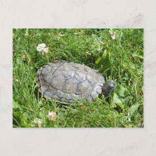 Baby Red Eared Slider Turtle Briefkaart