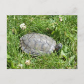 Baby Red Eared Slider Turtle Briefkaart (Voorkant)