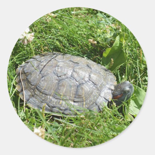 Baby Red Eared Slider Turtle Ronde Sticker (Voorkant)