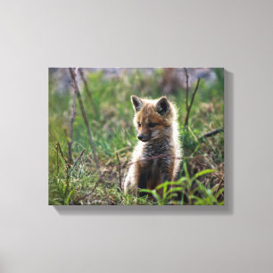 Baby Red Fox Canvas Afdruk