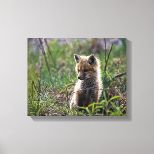 Baby Red Fox Canvas Afdruk (Voorkant)