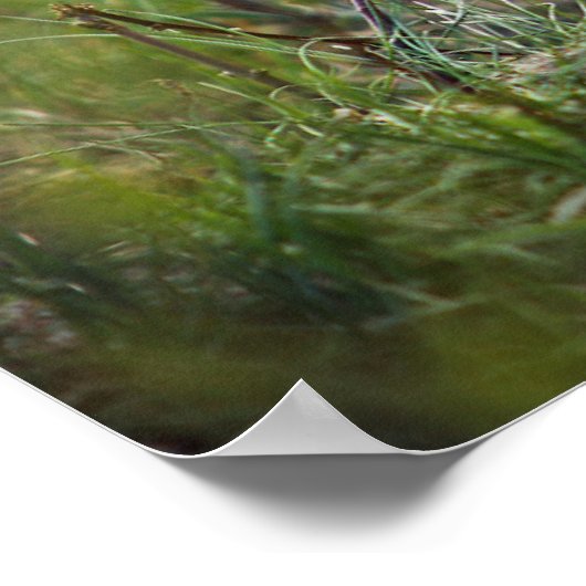 Baby Red Fox Poster (Hoek)