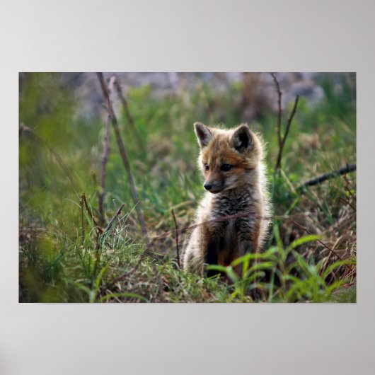 Baby Red Fox Poster (Voorkant)