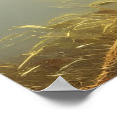 Baby Red Fox Wildlife Portret Poster (Hoek)