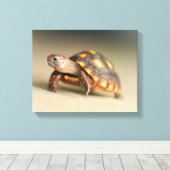 Baby Redfoot Tortoise Canvas Afdruk (Insitu (Houten vloer))