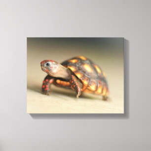 Baby Redfoot Tortoise Canvas Afdruk
