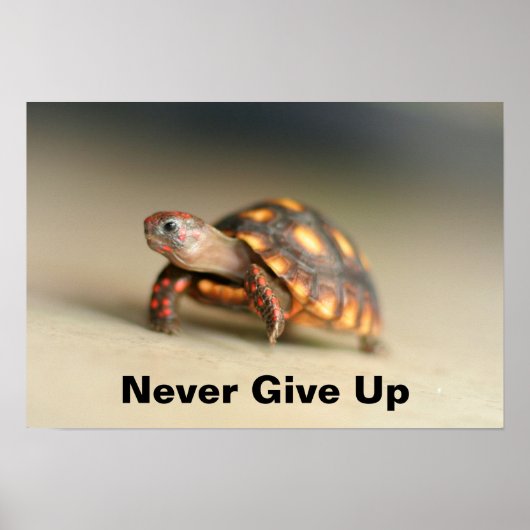 Baby Redfoot Tortoise Poster (Voorkant)