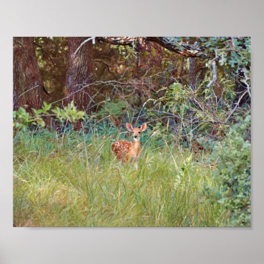 Baby-reh in het wild in Texas Poster (Voorkant)