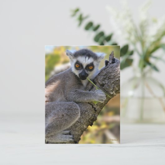 Baby Ring Tailed Lemur Briefkaart (Staand voorkant)
