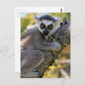Baby Ring Tailed Lemur Briefkaart (Voorkant / Achterkant)