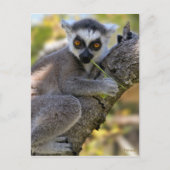 Baby Ring Tailed Lemur Briefkaart (Voorkant)